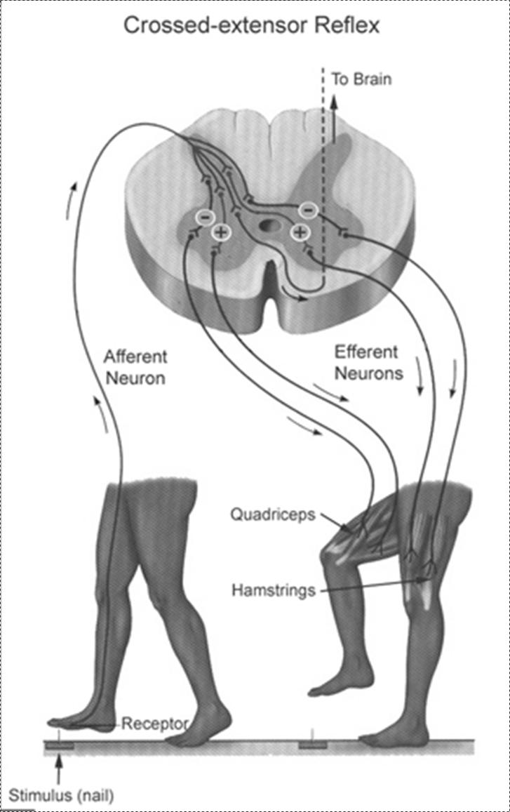 Example of reflex arc The crossed extensor reflex is a withdrawal reflex When the reflex occurs the flexors in the withdrawing limb contract and the extensors relax, while in the other
