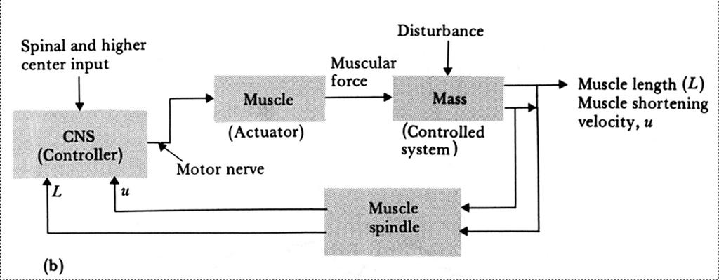 Muscle length control Schematic diagram of a musclelength control system for a peripheral muscle (biceps) (a)