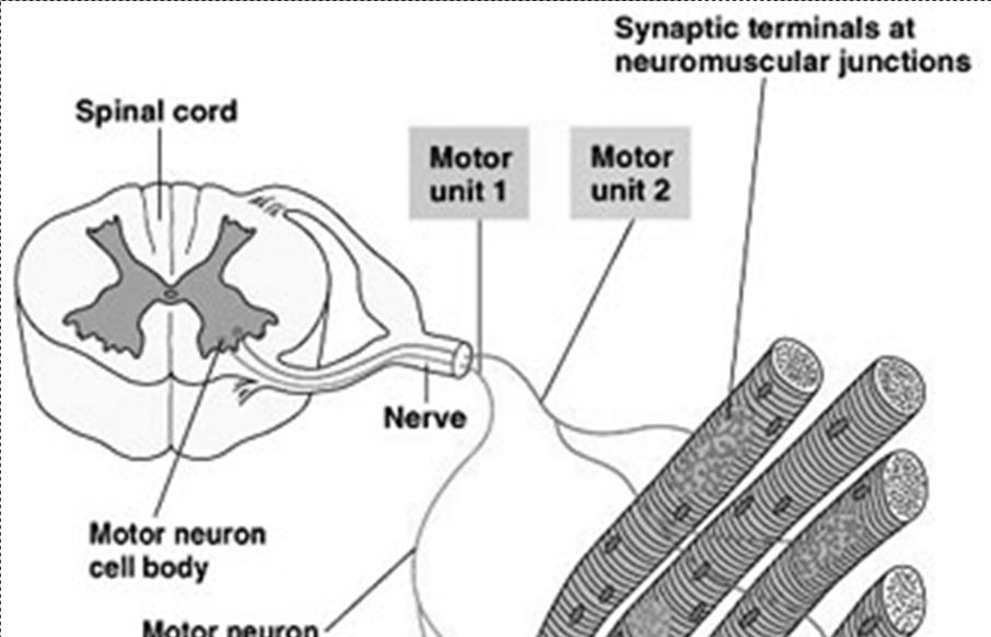 Electromyogram (EMG) Skeletal muscle is organized functionally on the basis of the single motor unit (SMU).
