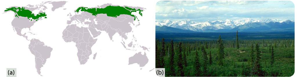www.ck12.org Concept 1. World Climates subpolar climate are called taiga and have small, hardy, and widely spaced trees. Taiga vast forests stretch across Eurasia and North America. FIGURE 1.
