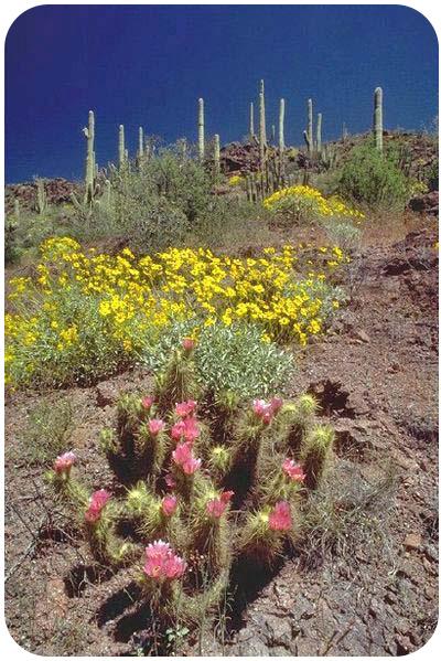 Cacti and shrubby plants have wide or deep roots to reach water after a rain.