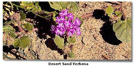 Sand Verbena Ephemerals like this Sand Verbena usually germinate (sprout) in the spring following