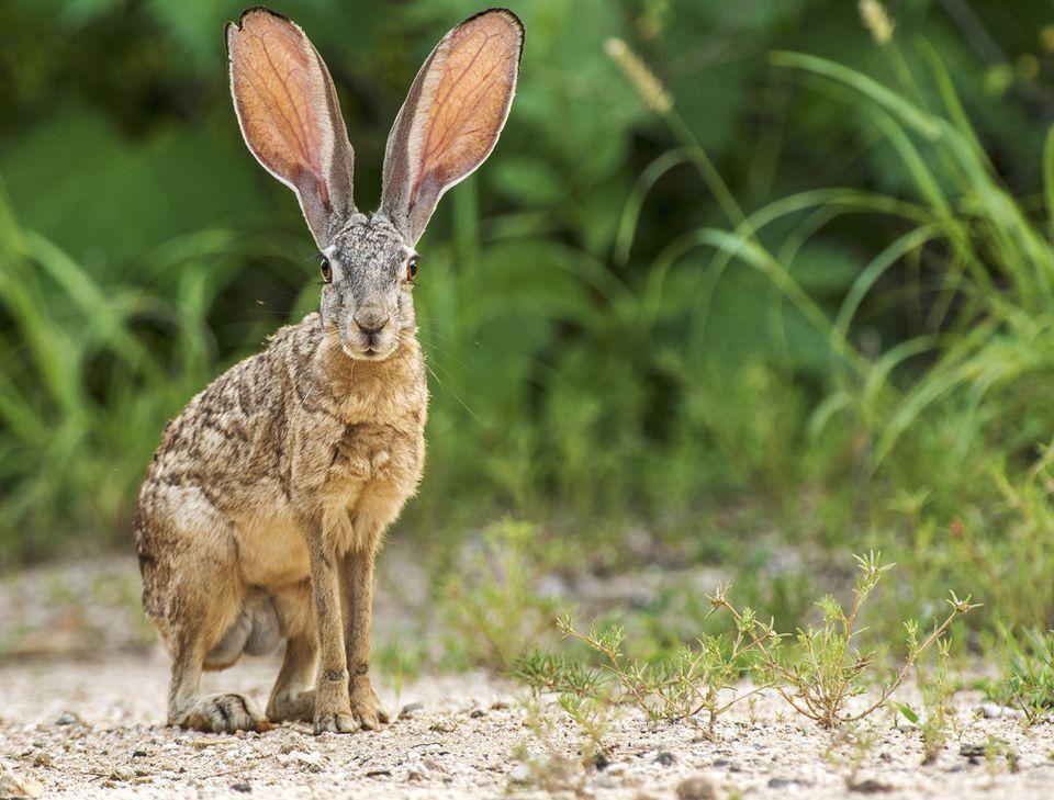 Jack Rabbits Large ears help radiate