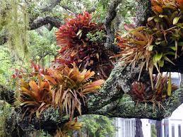 Bromeliad Plant Most species grow on the branches of trees. Their leaves form a vase or tank that holds water.