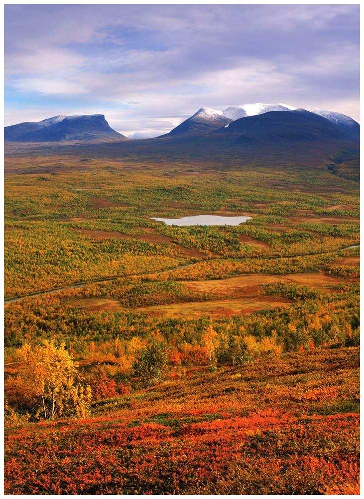 Tundra Nutrient poor soils with little organic material Permafrost present Low species