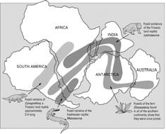 Again, a nice match if the continents are fit together During the Permian Period (225 Million Years Ago), there was one super continent called Pangea The Theory of Continental Drift proposed that