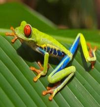 Description of Monteverde Frog Pond: Amphibian Adaptations Students view several famous species of frogs (including poison dart frogs, glass frogs, and toads) up close and learn about the adaptations
