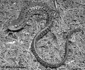 Case study: cave-dwelling salamanders Genus Eurycea Edwards plateau (TX) 13 Plethodontid salamanders, monophyletic radiation Surface-dwelling species are extremely similar morphologically