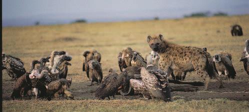 Page 3 of 8 Competition Competition between species Two different species, hyenas and vultures, compete for the remains of a dead animal.