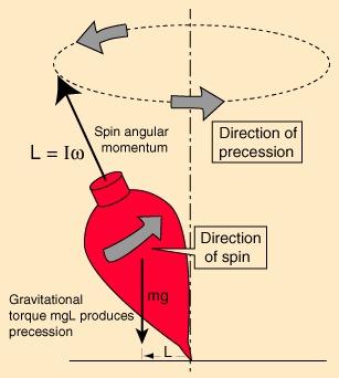 Physics of precession The top precesses because of gravity.