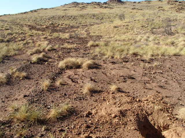 In this area Venturex located recent and historical prospector activity in the form of metal detecting pits and top soil scrapings.