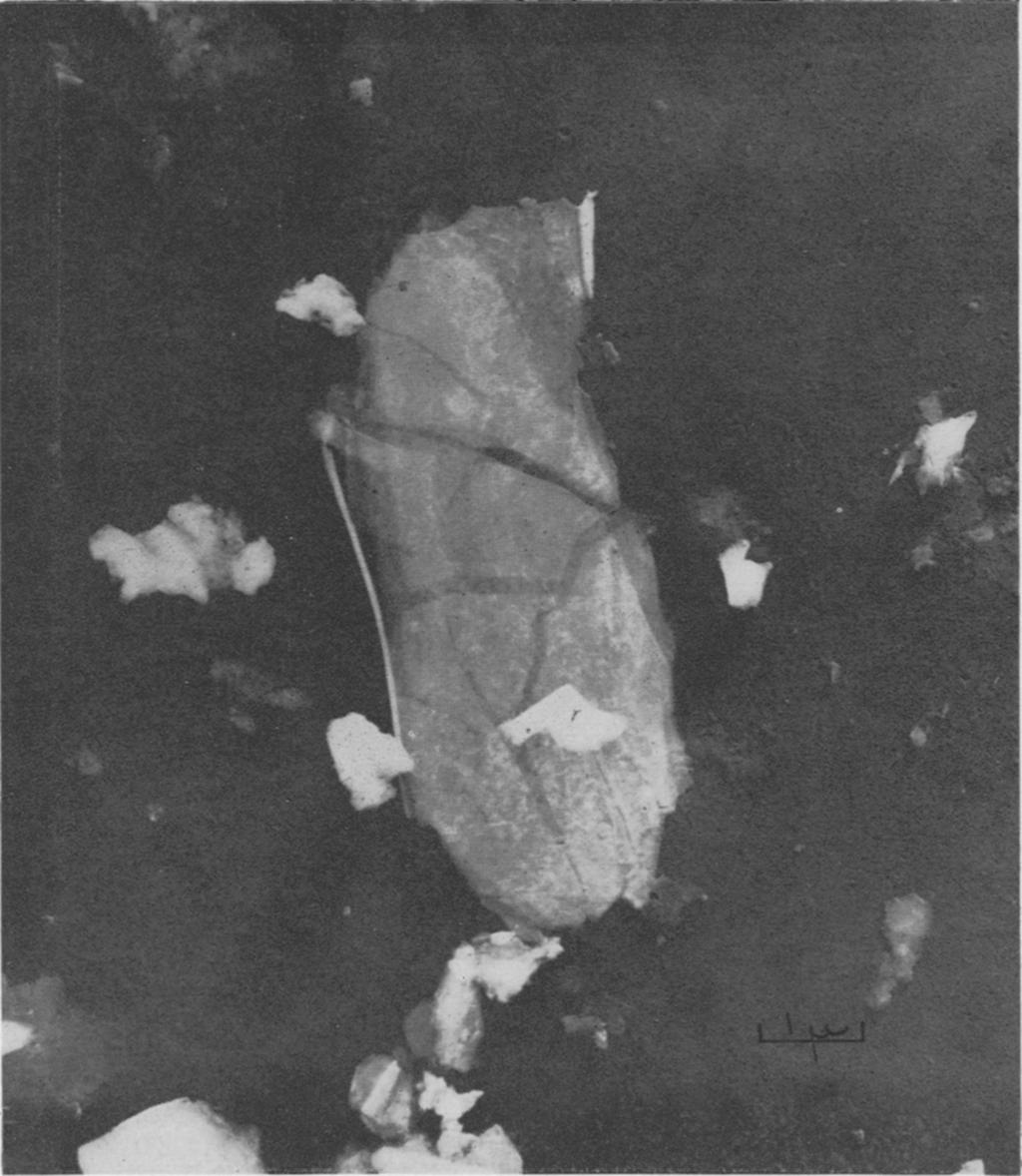 PLATE 3. Kaolinite crystal showing shrinkage cracks.