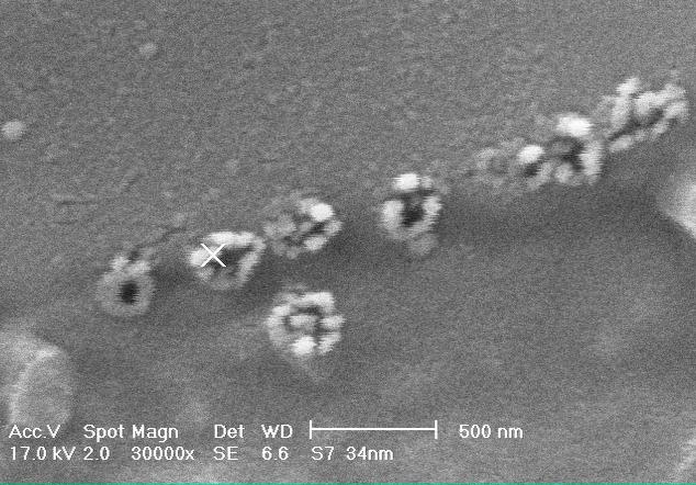 produced by Enterobacteriaceae family, showing unaggregated (A) and probably aggregated (B) nanoparticles Fig 4: Typical FTIR spectrum of gold nanoparticles generated by Enterobacteriaceae Biological