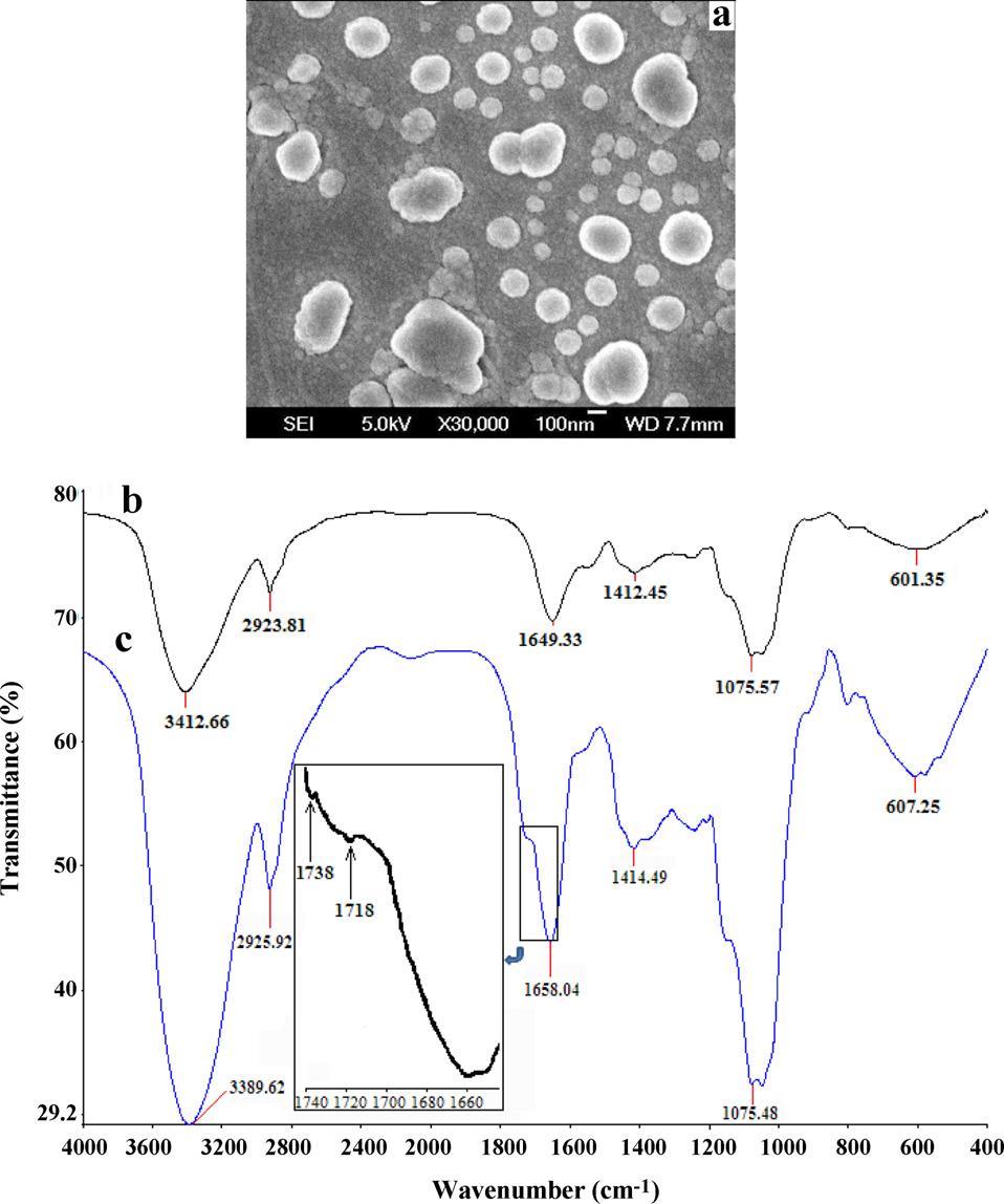 I.K. Sen et al. / Carbohydrate Polymers 91 (2013) 518 528 525 Fig. 5. FE-SEM micrograph of Au NPs prepared with 1.0 mm HAuCl 4 and 0.05% (w/v) glucans (a).