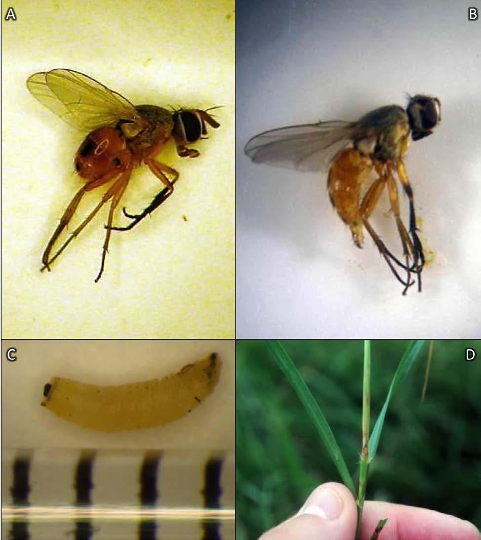 Figure 2. The adult male (A) and female (B) bermudagrass stem maggot fly, larvae (C), and exit hole made by the larva as it emerges from the pseudostem (D).
