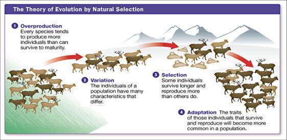 5. Natural Selection Populations vary in the types of individuals and their reproductive success.