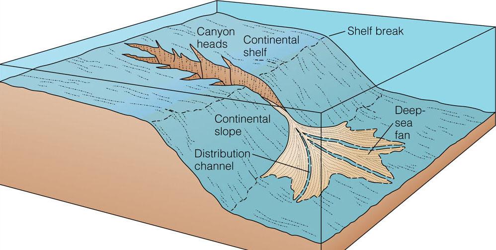 Canyons cut through the shelf and slope Rivers may deliver sediments to the head of the canyons Sediments episodically flow