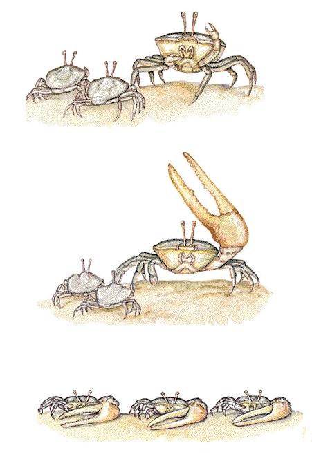 The male fiddler crab uses its front claw to mates attract and fight off.