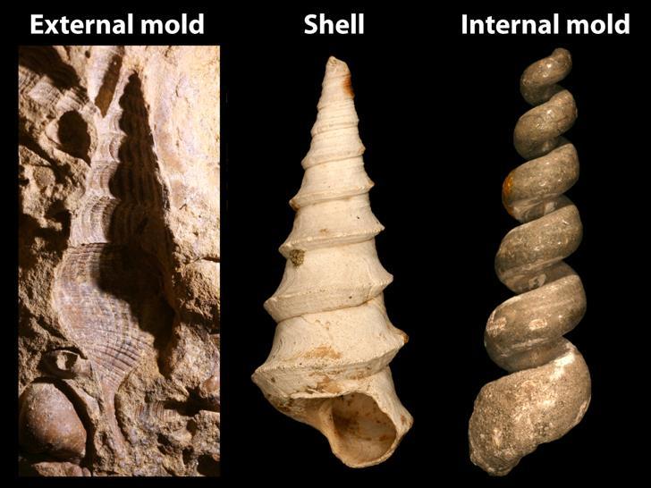 11. Fossils are not always body parts, but can be Cast when sediments