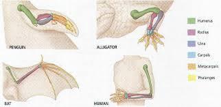 2. Homologous Structuresanatomical structures that occur in different species that are embryologically and structurally