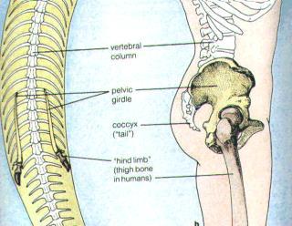 4. Vestigial Structures organs or structures that seem to serve no function but that