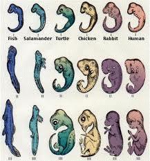 5. Embryological Similarities some stages of vertebrate embryo development are very alike which