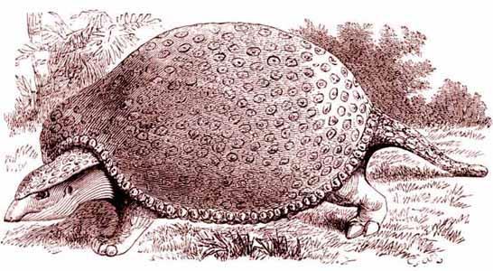 The Fossil Record The giant armadillo-like glyptodont, Glyptodon,is an extinct animal