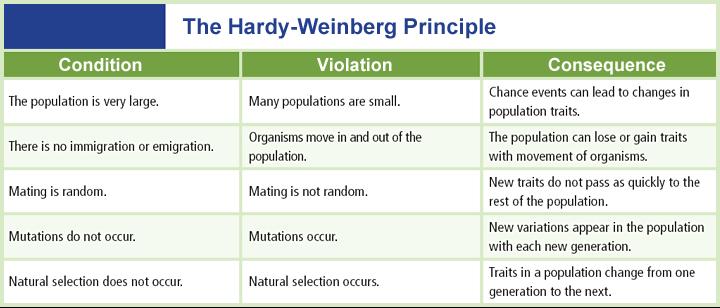 Hardy-Weinberg Principle A population in genetic equilibrium must meet five conditions there must be