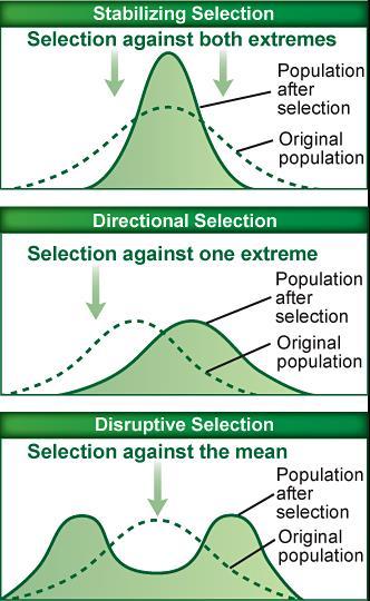 Natural Selection Acts to select the individuals that are best adapted for survival and reproduction Stabilizing selection operates to eliminate extreme expressions of a trait when the average