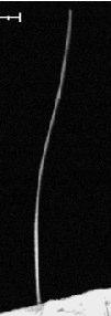 Legth of NW uder loadig, µm D. A.