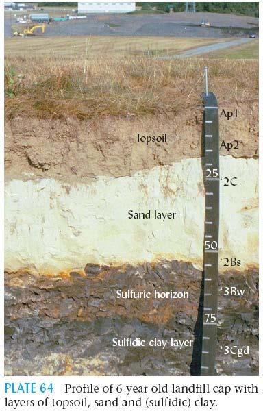 Potential Acidity from Reduced Sulfur Anaerobic soils contain reduced sulfur compounds (FeS 2, FeS, S) Horizons that contain such compounds are called sulfidic When aerated, often by drainage, the