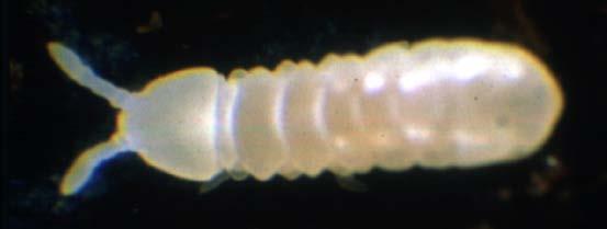 1 mm) Nematodes, rotifers, amoeba, water bears UC Santa Cruz Banana Slugs