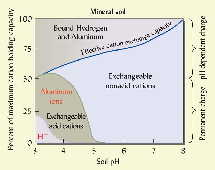 bound H + /Al 3+ increases effective CEC Bound acidity is