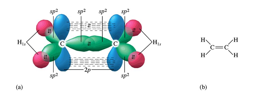 Ethylene Each carbon has four vacancies for molecular binding orbitals.