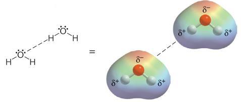 The Hydrogen Bond The hydrogen bond is an electrostatic interaction