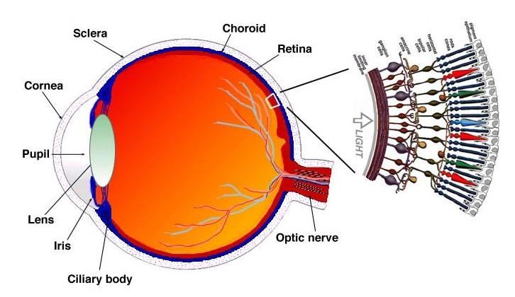 The human eye as a