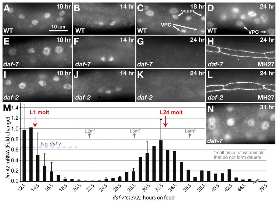 3504 RESEARCH ARTICLE Development 137 (20) Fig. 2. LIN-42 is not detected during the L2d intermolt. Micrographs (A-L,N) of animals stained with anti-lin-42 sera (Tennessen et al.