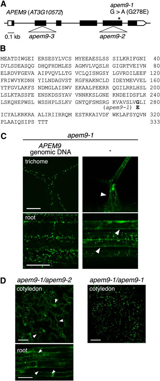 1576 The Plant Cell containing the apem9-1 mutation, GFP-APEM9 [G278E], was not localized to peroxisomes but was diffusely distributed in the cytosol (Figure 3B, right).
