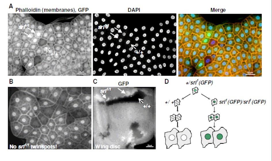 Figure 9. Spargel is required for cell-autonomous growth and survival. (A) Phalloidin and DAPI staining of mid-3 rd instar fat body. Clones were induced using the Flp/FRT system.