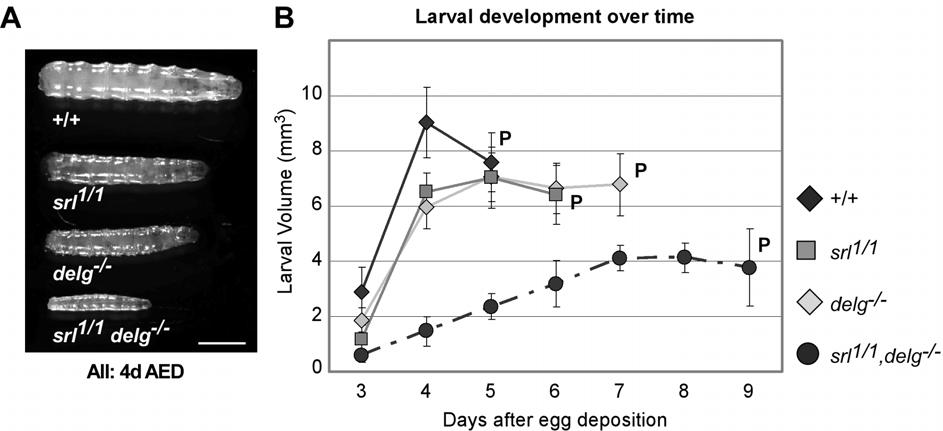 although Spargel and Delg might function together in the expression of individual genes, these factors act in parallel pathways in respect to mitochondrial mass and larval growth rates. Figure 14.