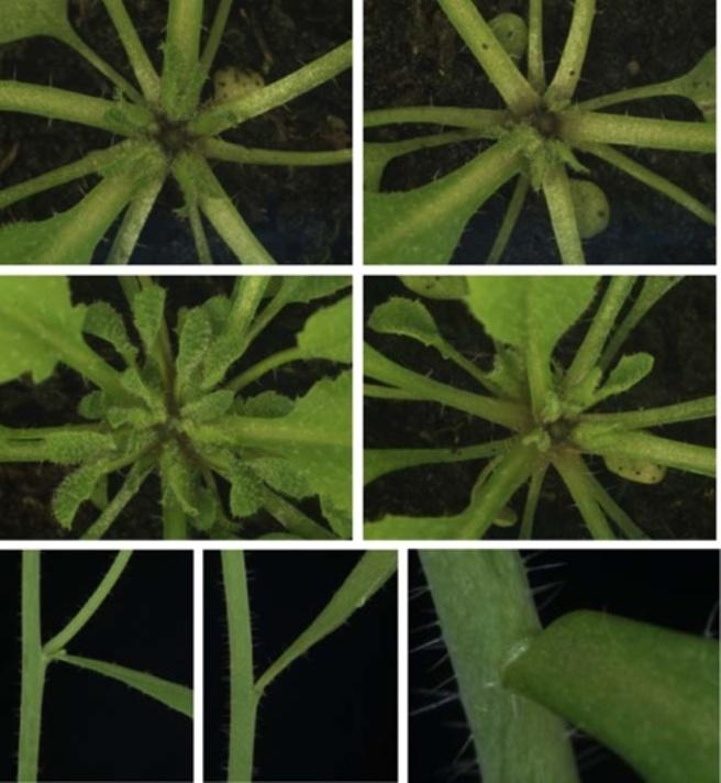 Stirnberg et al. BMC Plant Biology 2012, 12:160 Page 5 of 20 a c wt max2-1 % of rosette axils 100% 80% 60% 40% 20% 0% BRANCH BIG BUD SMALL BUD NO VISIBLE BUD insensitivity.