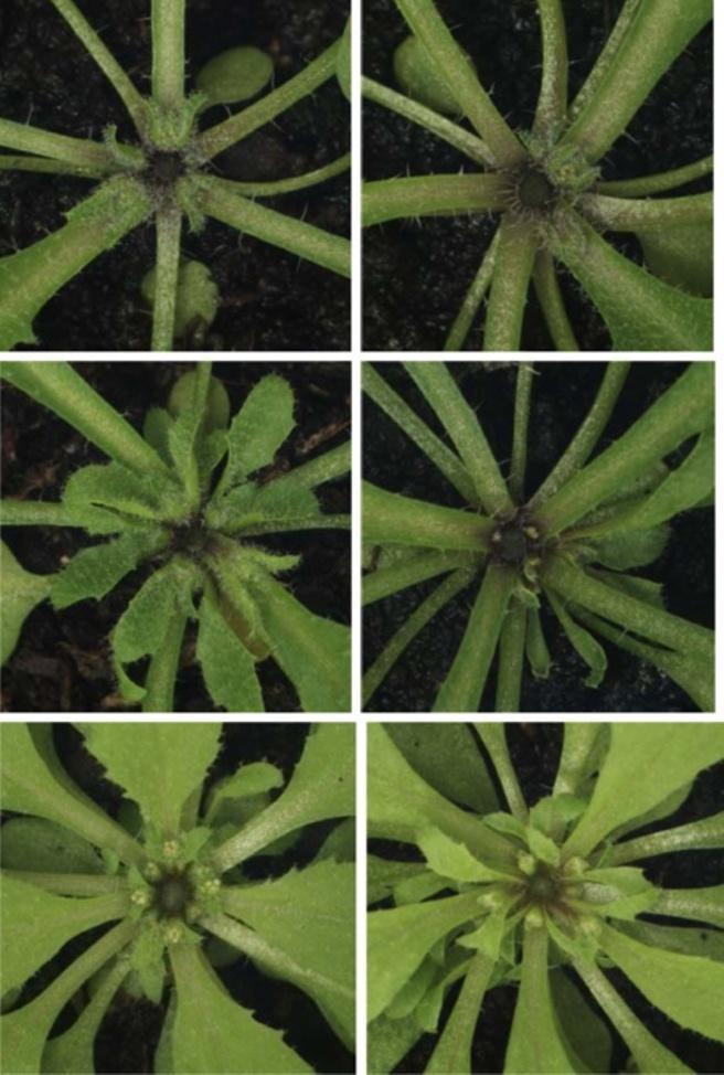 Stirnberg et al. BMC Plant Biology 2012, 12:160 Page 8 of 20 a number of rosette branches 14 12 10 8 6 4 2 0 Figure 4 Interaction of with high-branching mutants.