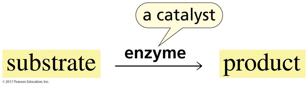 Enzymes Most biological reactions require a