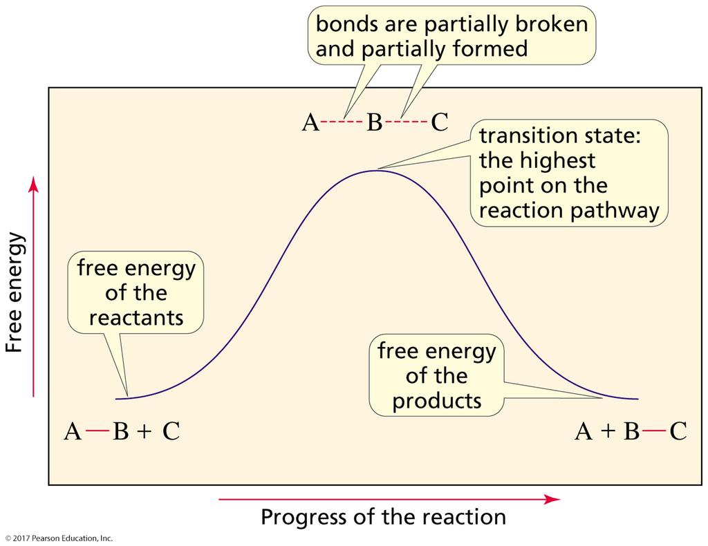 A Reaction Coordinate Diagram time A reaction coordinate diagram shows the energy changes that take place in each step of