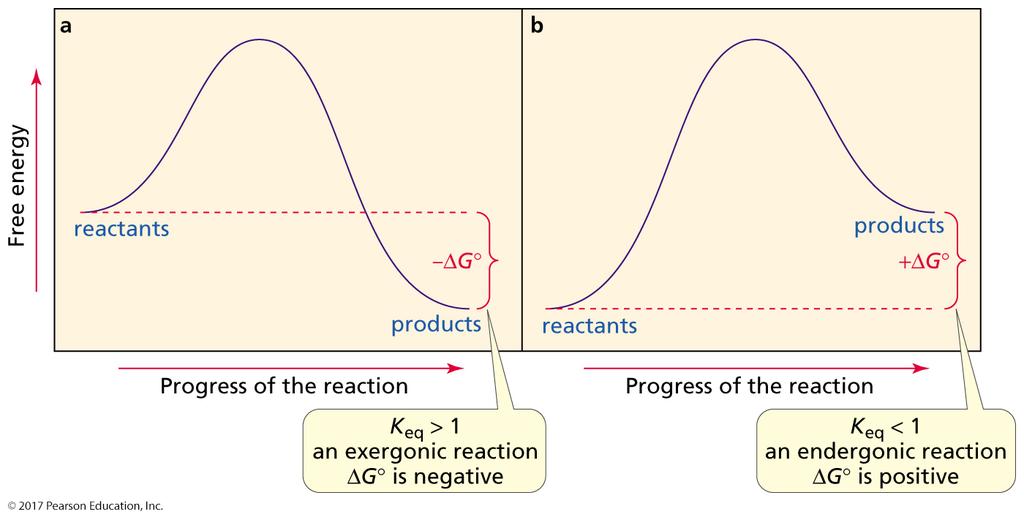 The Equilibrium Constant (thermodynamics) The equilibrium constant gives the relative concentration of reactants and products at
