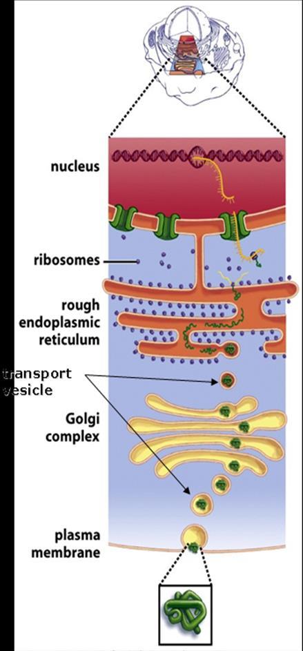 Path of Protein Production in Cells: On the following diagram, state each step of protein production that occurs within each organelle listed. 1. Nucleus: 2. Ribosomes 3.