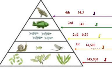 Evolution 13. Compare and contrast Darwin and Lamarck s ideas. Lamark Change directed to meet organism needs. Darwin- Variation exists regardless of organism's need 14.