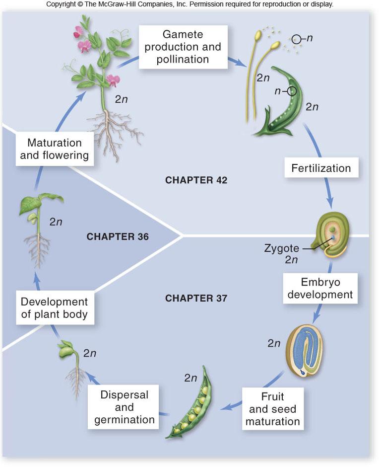 with meristems -A germinating seed becomes a vegetative plant through morphogenesis 2 3 Before flowers can form, plants