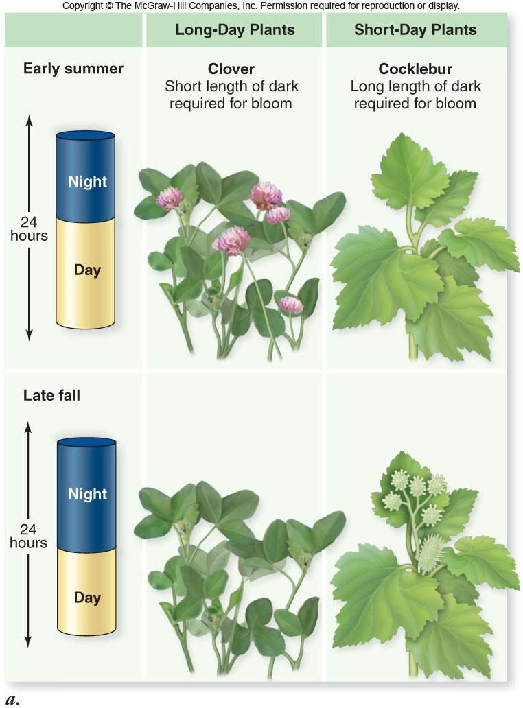 Light-Dependent Pathway Also termed the photoperiodic pathway -Sensitive to the amount of darkness a plant receives in each 24-hour period -Short-day plants flower when daylight becomes shorter than