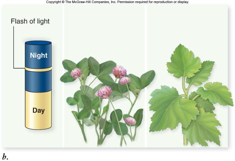 there is a sharp distinction between short and long nights, respectively In facultative long- or short-day plants, the photoperiodic requirement is not absolute -Flowering occurs more rapidly or